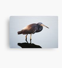 Heron Canvas Print