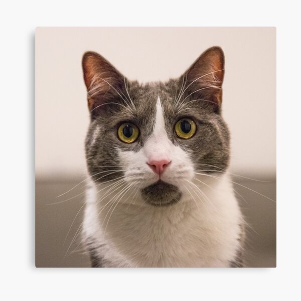 Wondering Fluffy Canvas Print