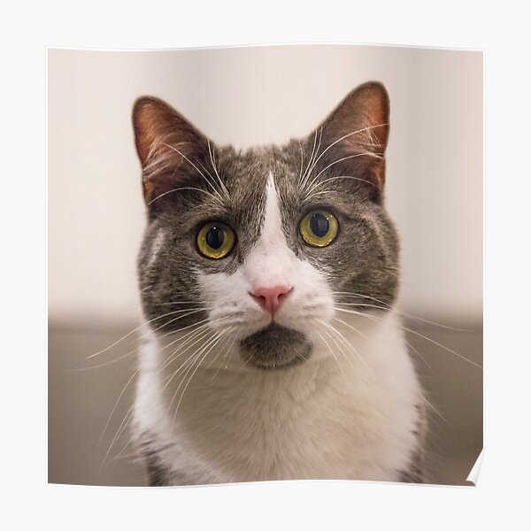 Wondering Fluffy Poster
