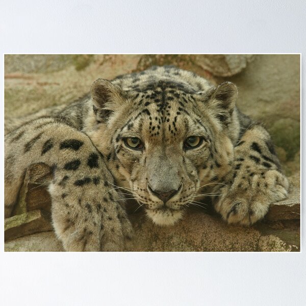 Item preview, Snow Leopard designed and sold by Rick Montgomery.