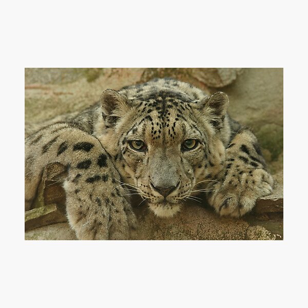 Artikelvorschau, Snow Leopard entworfen und verkauft von Rick Montgomery.