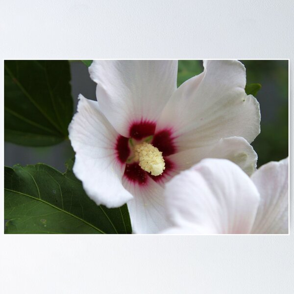 Item preview, Hollyhock designed and sold by bbarnard.