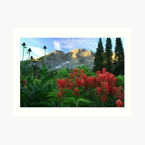 Devil's Castle Wildflowers Art Print