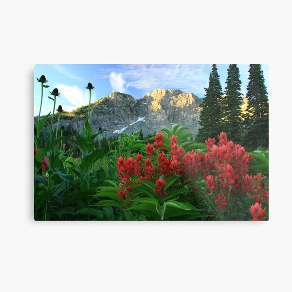 Devil's Castle Wildflowers Metal Print