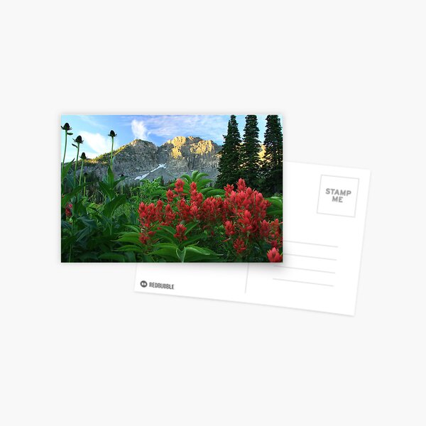 Devil's Castle Wildflowers Postcard