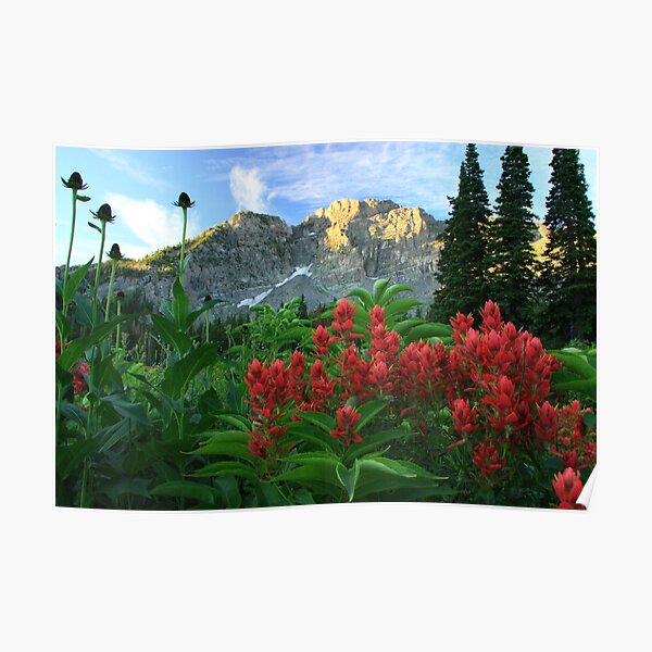Devil's Castle Wildflowers Poster