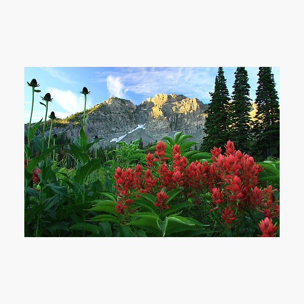 Devil's Castle Wildflowers Photographic Print