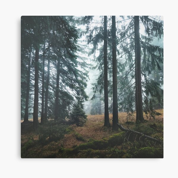 Deep In The Woods Canvas Print