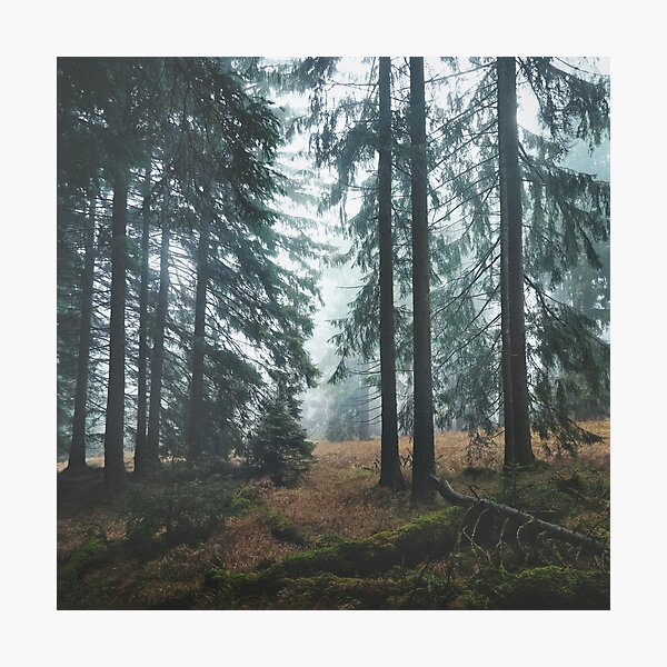 Deep In The Woods Photographic Print
