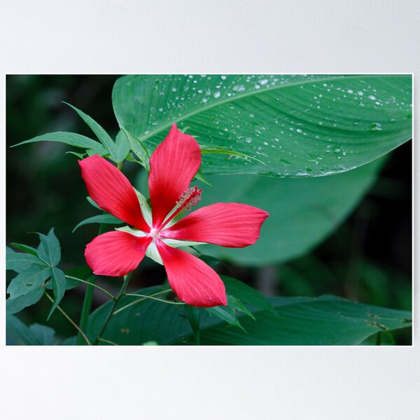 Item preview, Scarlet Hibiscus Flower designed and sold by Joe Elliott.