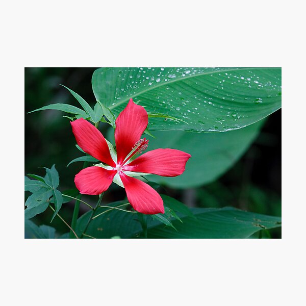 Item preview, Scarlet Hibiscus Flower designed and sold by Joe Elliott.