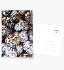 Tiger Cowries Postcards