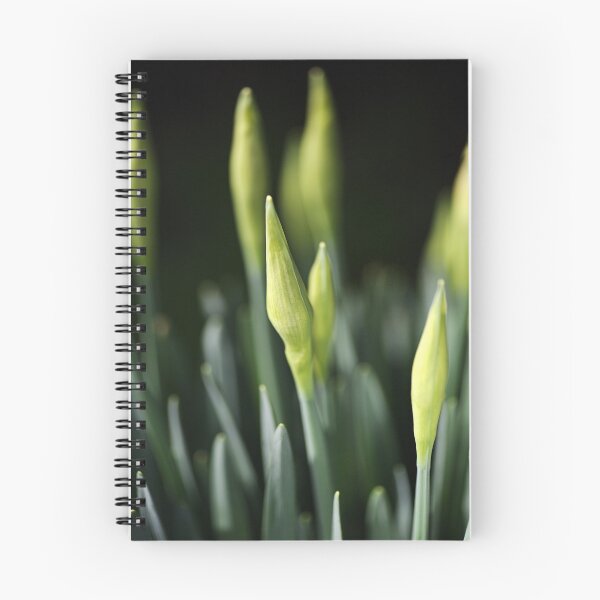 Item preview, Daffodil Buds designed and sold by Joy Watson - Natural Light Photography .