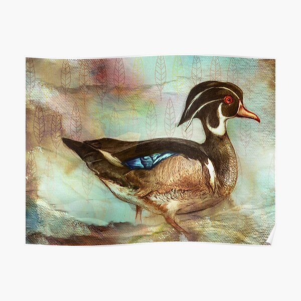 Wood Duck Poster