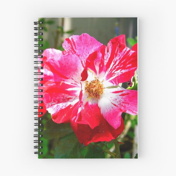 Item preview, Fourth Of July Roses designed and sold by WildestArt.