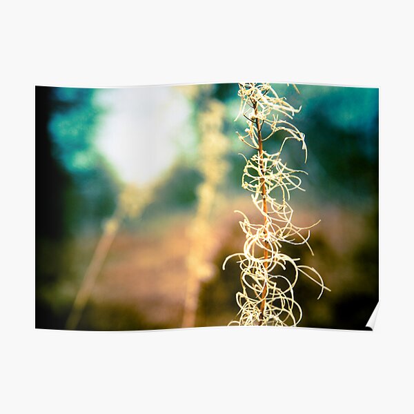 flora Poster
