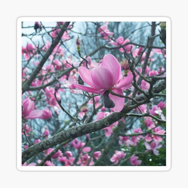 Magnolia Sticker