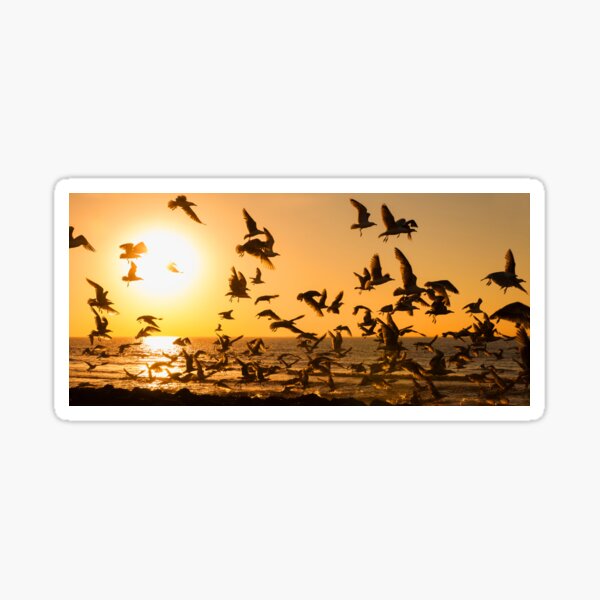 Seagulls At Sunset Sticker