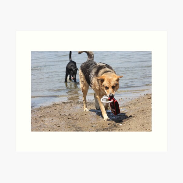 Artikel-Vorschau von  Wir durften die Hunde beim Toben am See beobachten. Diese beiden Hunde wissen sicher, wie man spielt!

! http: //ih0.redbubble.net/work.5699084.1.papergc, designt und verkauft von Corri Gryting Gutzman.
