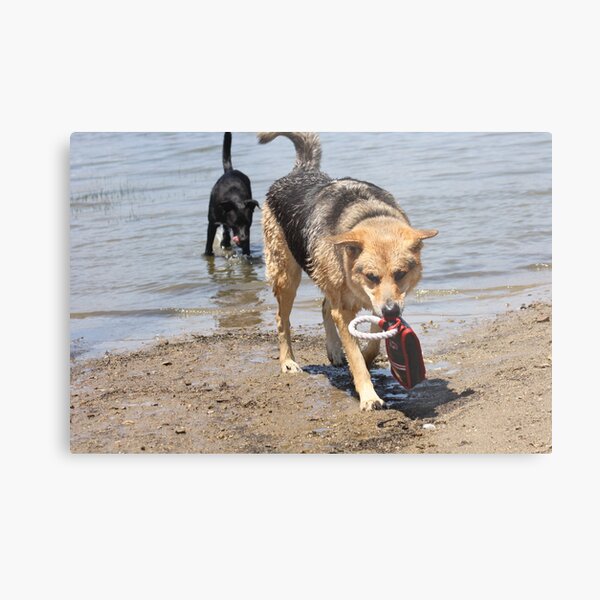 Artikel-Vorschau von  Wir durften die Hunde beim Toben am See beobachten. Diese beiden Hunde wissen sicher, wie man spielt!

! http: //ih0.redbubble.net/work.5699084.1.papergc, designt und verkauft von Corri Gryting Gutzman.