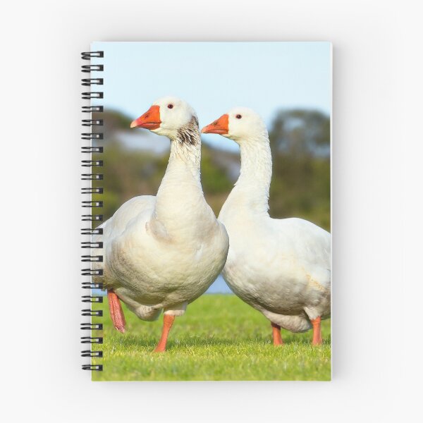 Item preview, Geese walk in the park 02 designed and sold by kevin Chippindall.
