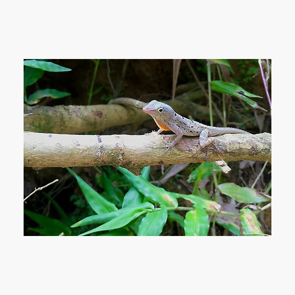 Cute Lizard