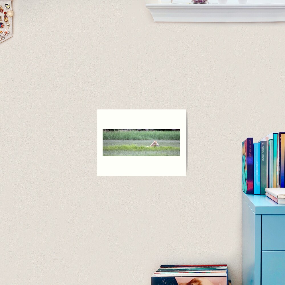 Wolf Just Napping In The Wild... Alaska's Katmai Peninsula (pan) Art Print