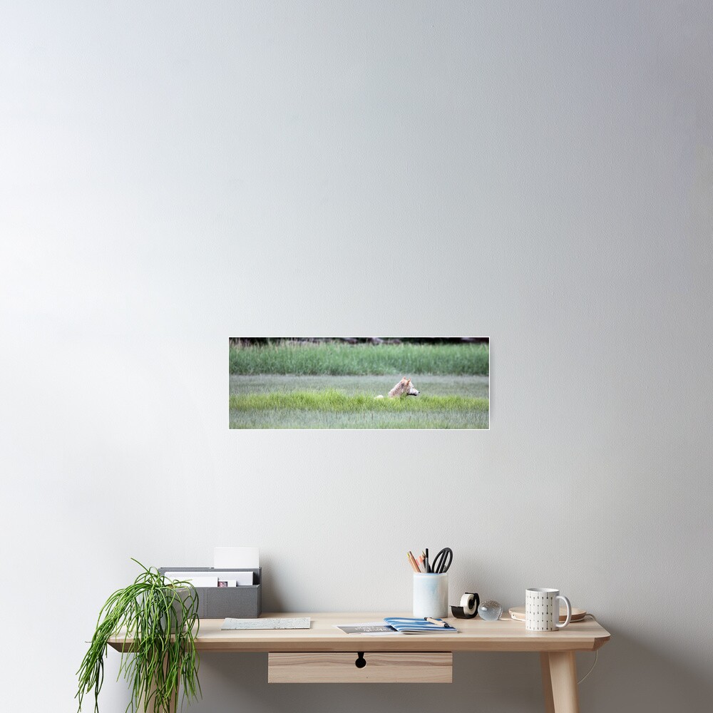 Wolf Just Napping In The Wild... Alaska's Katmai Peninsula (pan) Poster