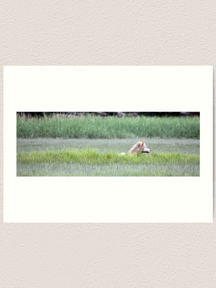 Alternate view of Wolf Just Napping In The Wild... Alaska's Katmai Peninsula (pan) Art Print