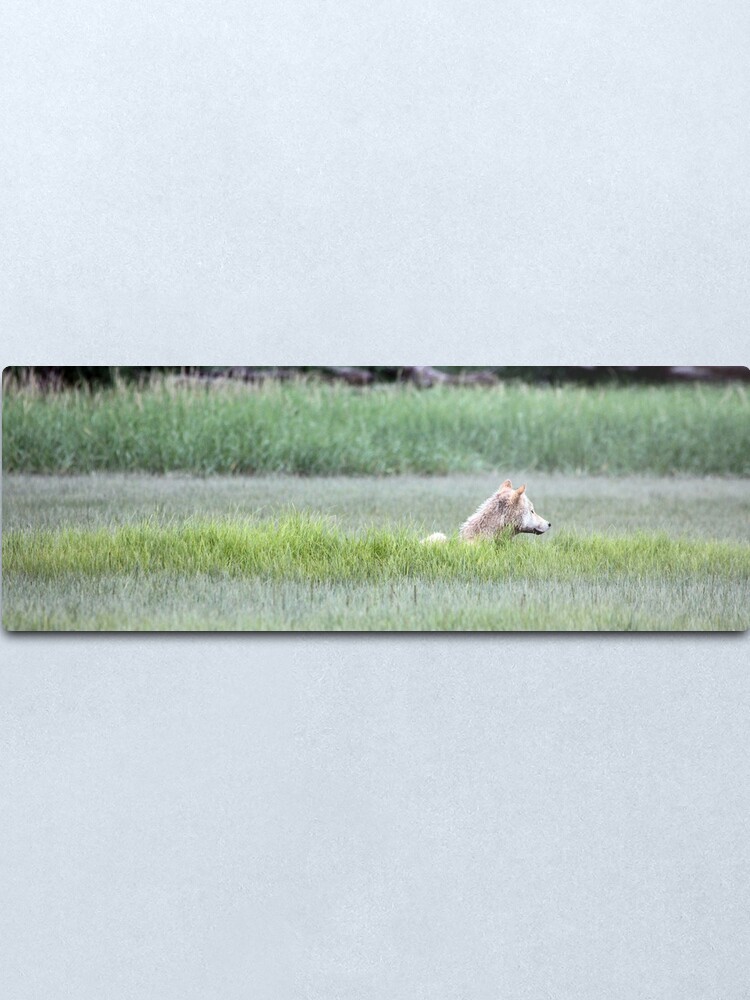 Alternate view of Wolf Just Napping In The Wild... Alaska's Katmai Peninsula (pan) Metal Print