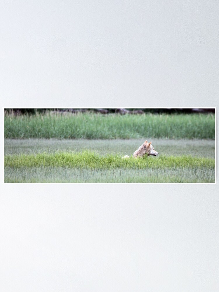 Alternate view of Wolf Just Napping In The Wild... Alaska's Katmai Peninsula (pan) Poster