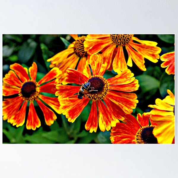 Item preview, Bee designed and sold by Vanesa Bonilla.