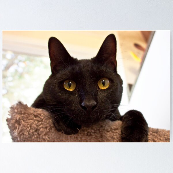 Item preview, Brian designed and sold by Catwhisperer.