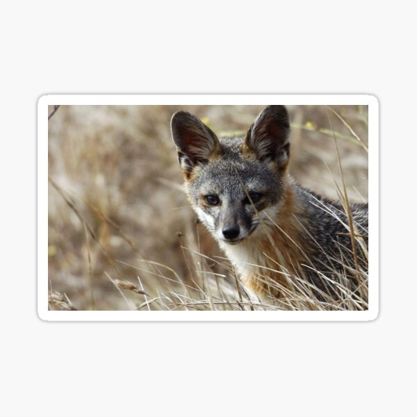 Gray Fox Stickers Redbubble - grey fox tail roblox id