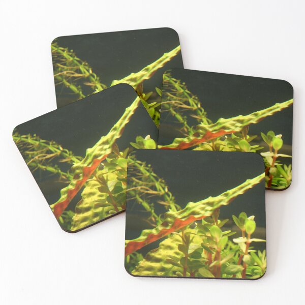 Item preview, Crypt Leaf - Aquatic Plant designed and sold by killies.
