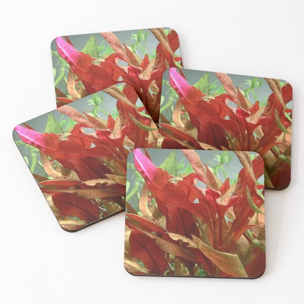Item preview, Alternanthera Reinecki Rosaefolia - Red Leaf Aquatic Plant designed and sold by killies.
