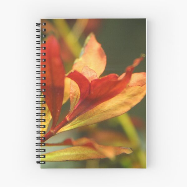 Item preview, Ludwigia Repens - Red Aquarium Plant designed and sold by killies.