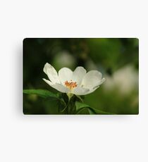 White flower Canvas Print