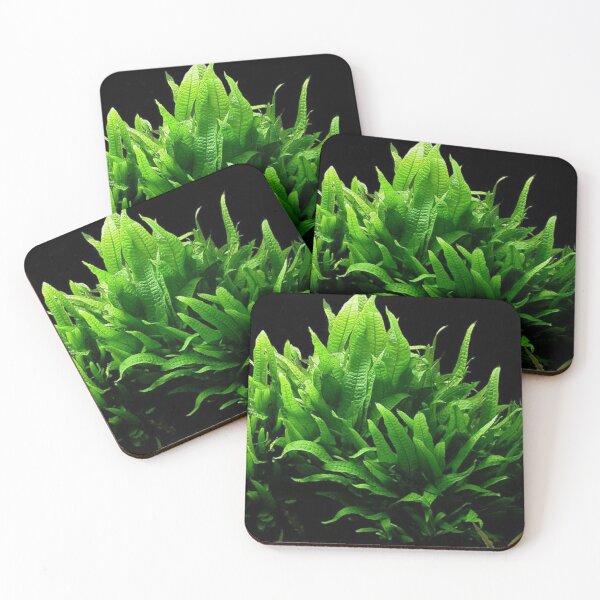 Item preview, Microsorum Pteropus - Aquarium Plant designed and sold by killies.