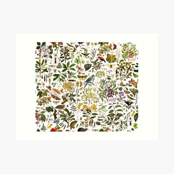 New Zealand Biology Art Print