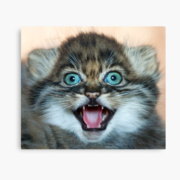 I may be small but these little teeth are still sharp!! Canvas Print