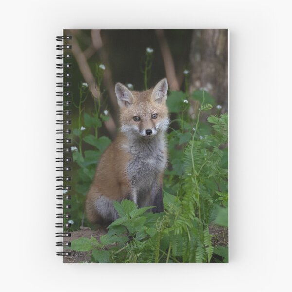 Item preview, Fox kit sitting by the den designed and sold by Rob Lavoie.