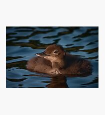 Fluffy baby Loon Photographic Print