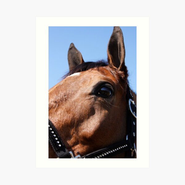 Portrait of a Horse, I Art Print