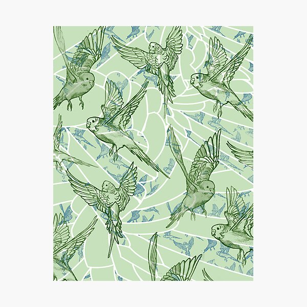 Budgie Pattern Photographic Print