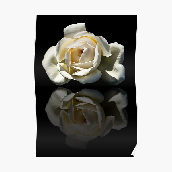Reflection Of A White Rose Poster