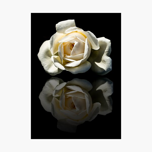 Reflection Of A White Rose Photographic Print