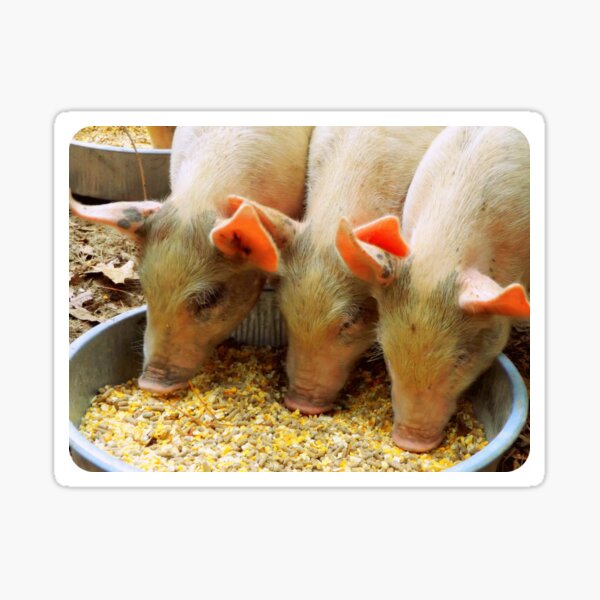 Three Little Pigs Sticker