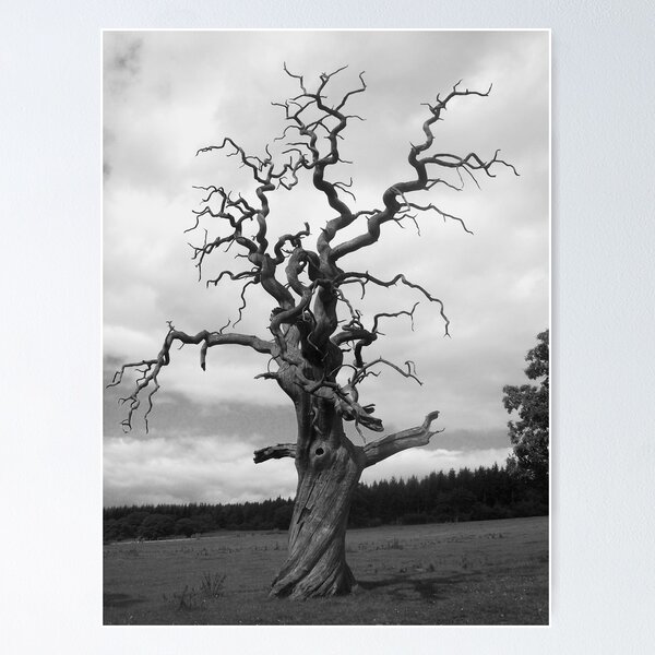 Item preview, Gnarled Tree... designed and sold by EmilyMead.