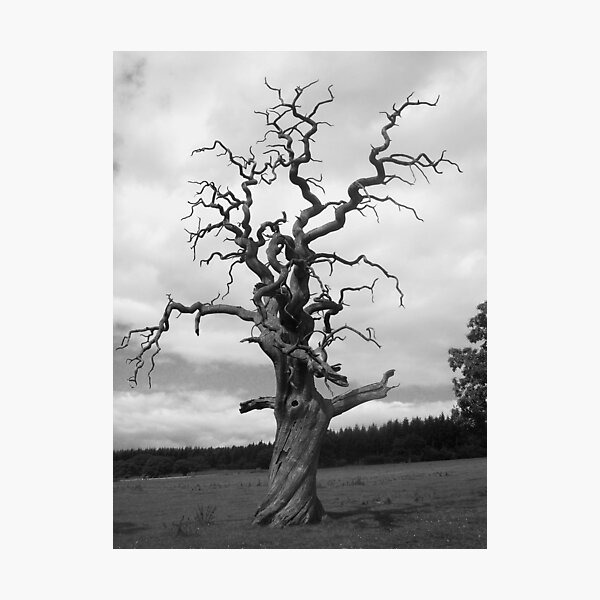 Artikelvorschau, Gnarled Tree... entworfen und verkauft von EmilyMead.